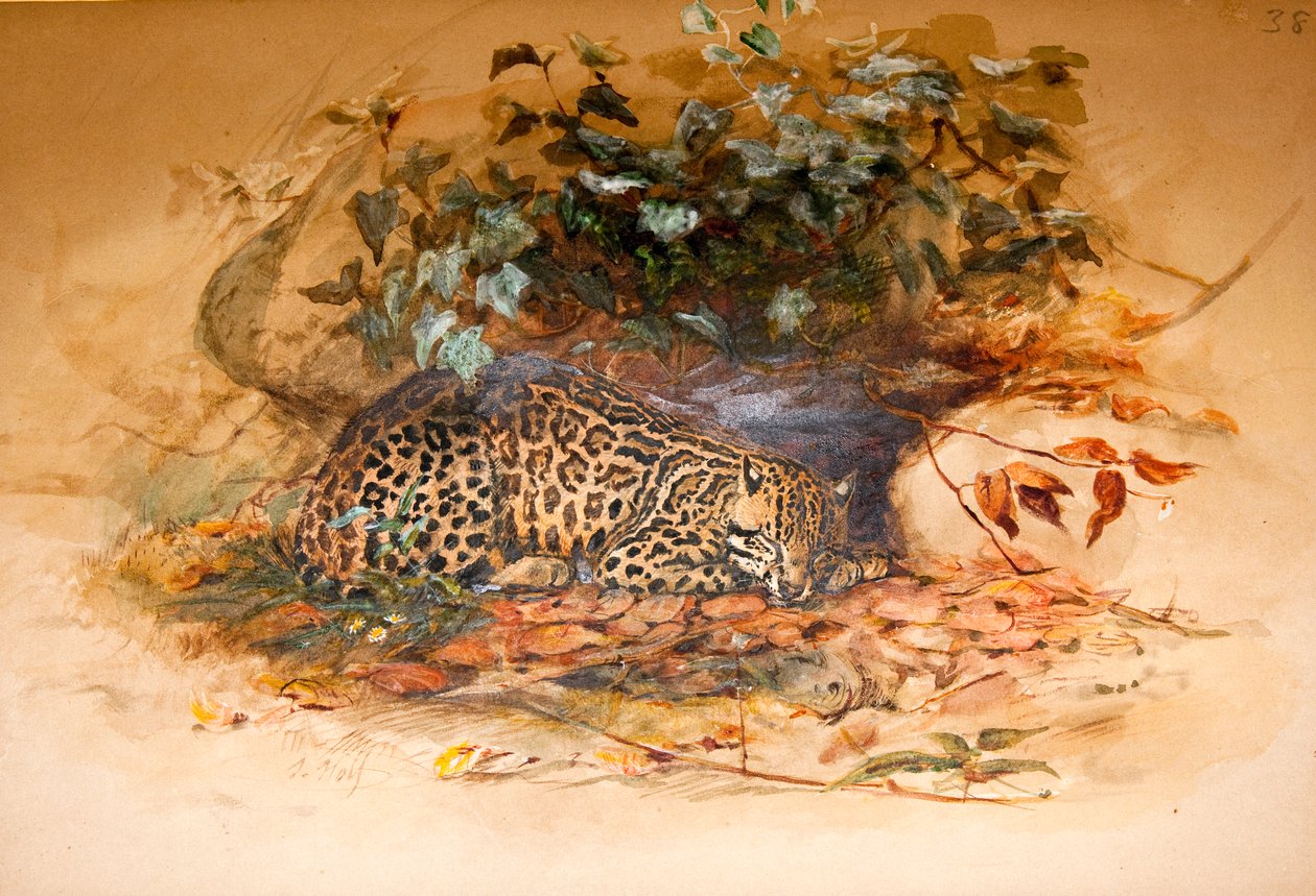 Ozelot, 1851-52 von Joseph Wolf