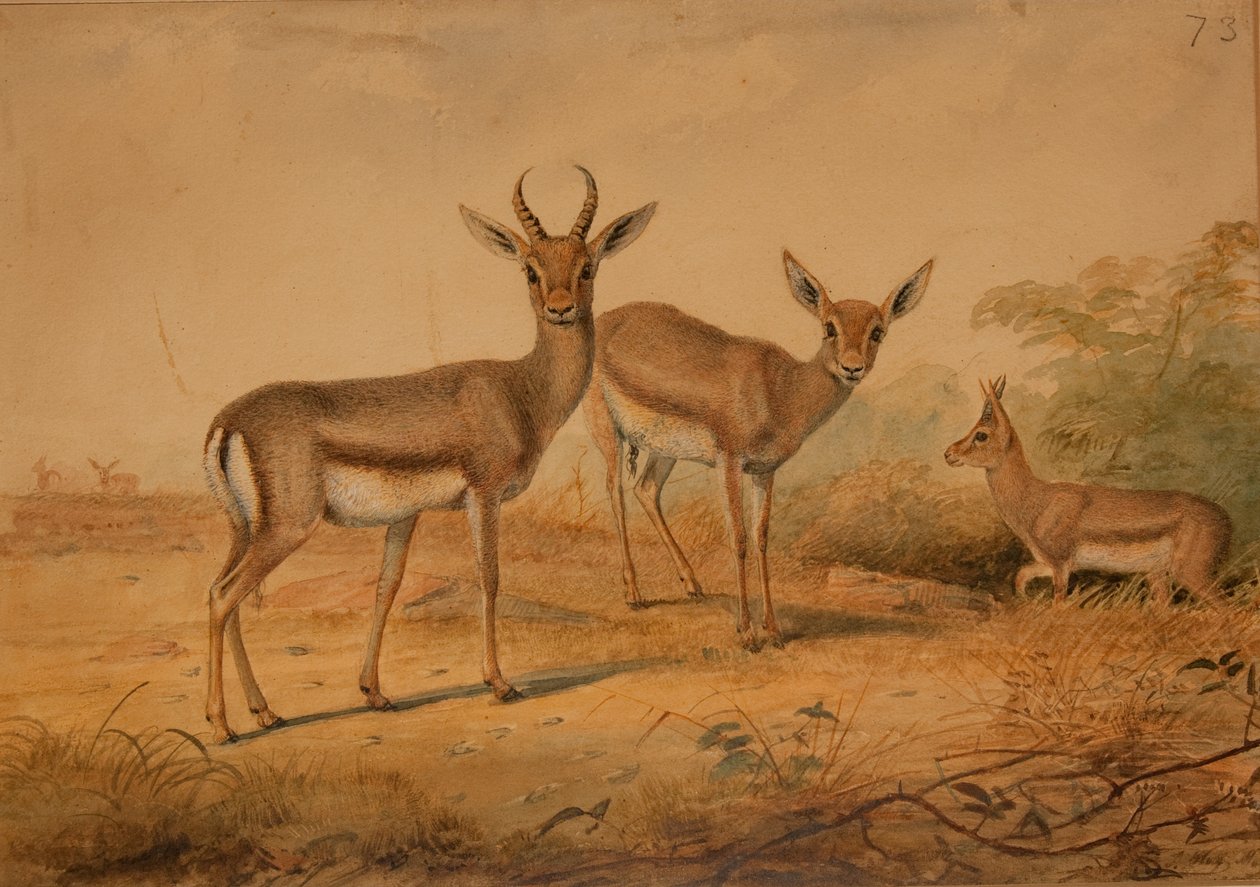 Persische Gazelle von Joseph Wolf