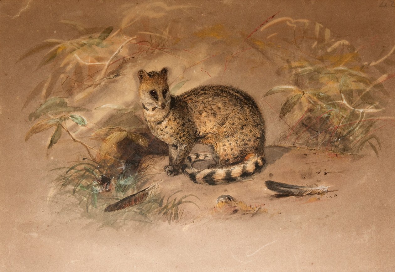 Rasse - Vivericula malaccensis von Joseph Wolf