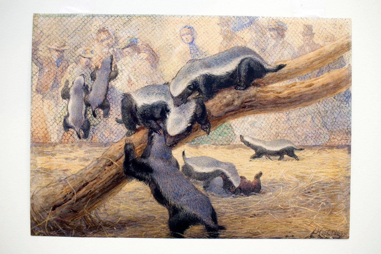 Honigdachse, 1864 von Joseph Wolf