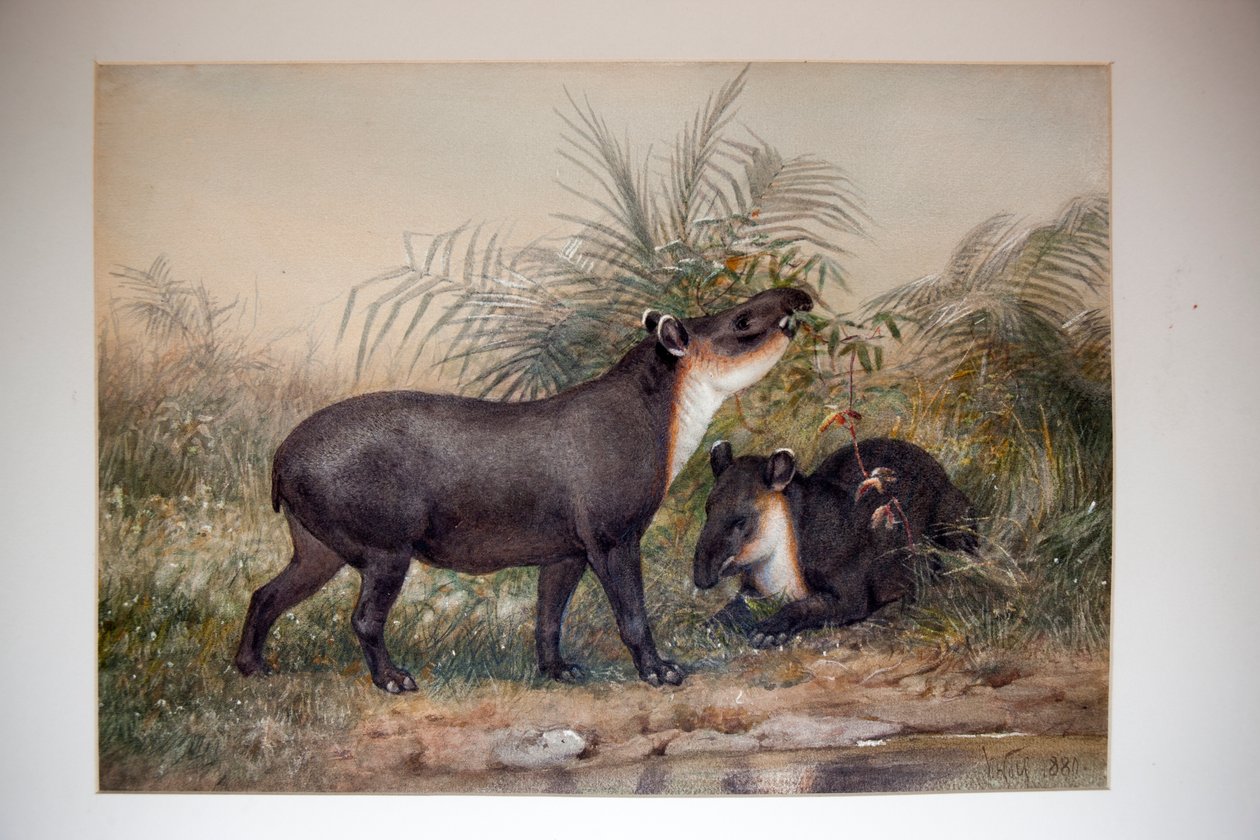 Tapir, 1880 von Joseph Wolf
