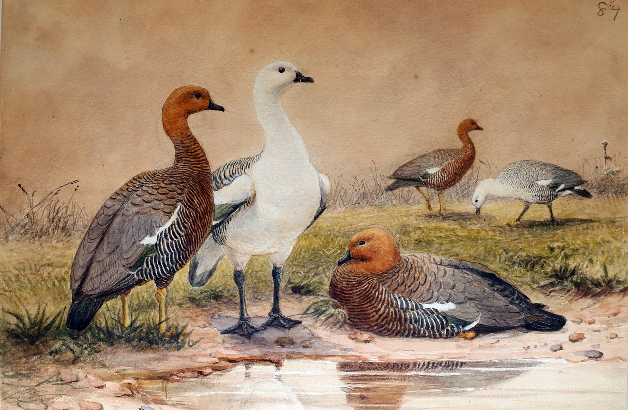 Hochlandgans (Bernicla magellanica), 1852-54 von Joseph Wolf