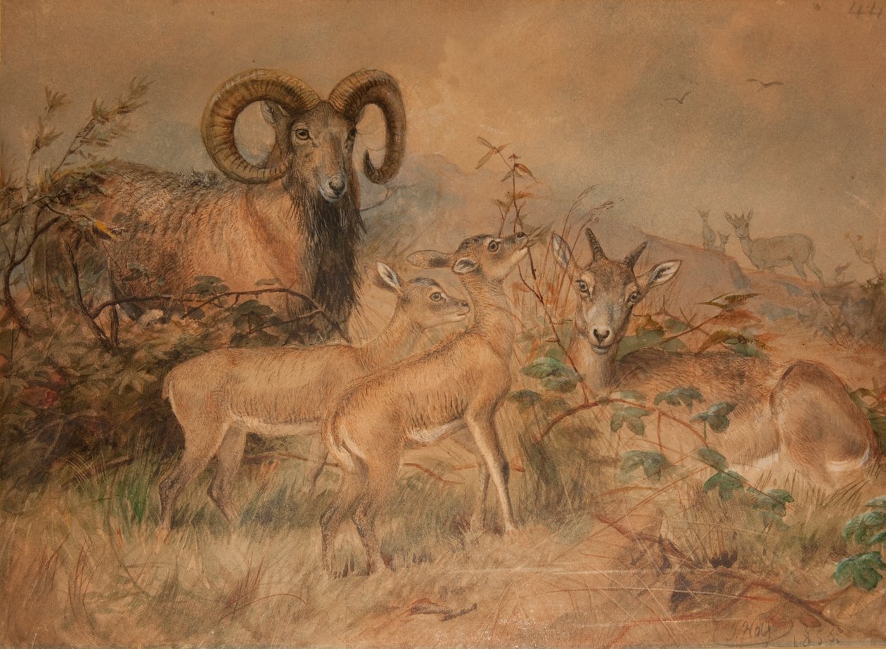 Vignes Wildschafe, 1858 von Joseph Wolf