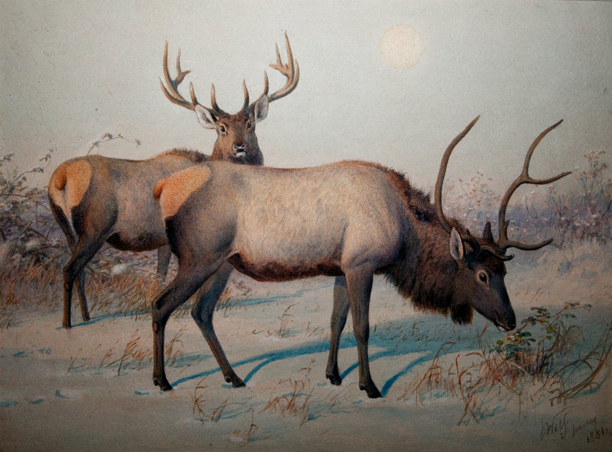 Wapiti, ca. 1850 von Joseph Wolf