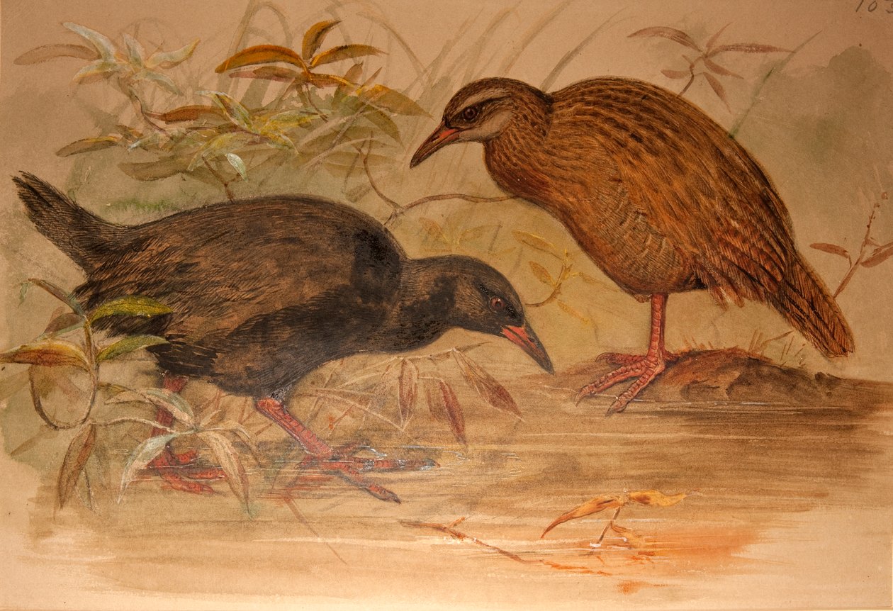 Weka-Schiene (Ocydromus australis), c.1851-76 von Joseph Wolf