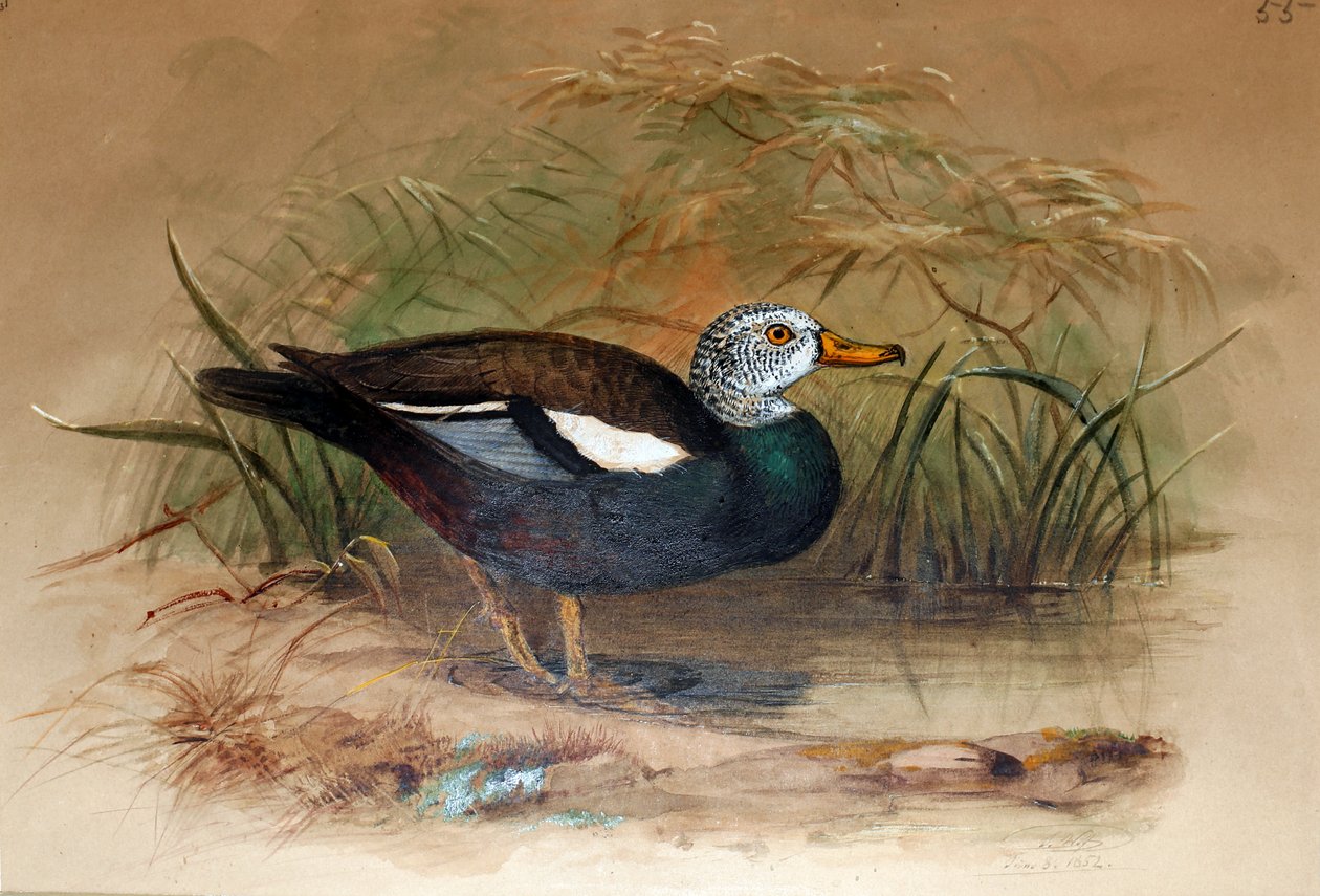 Weißkopf-Rotschulterente (Casarca leucoptera), 1852-54 von Joseph Wolf