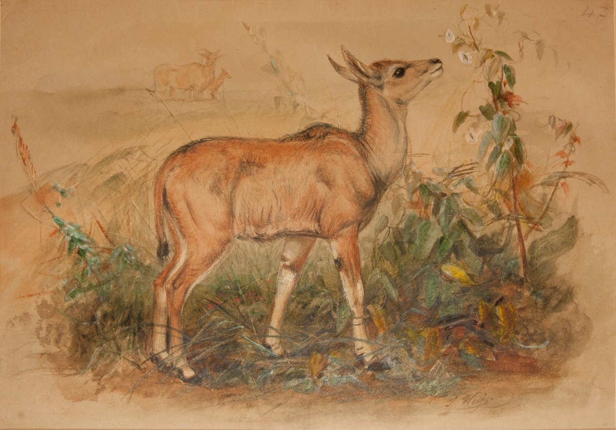 Junger Eland von Joseph Wolf