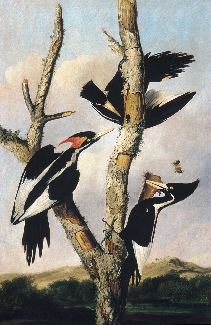 Elfenbeinspecht von Joseph Bartholomew Kidd