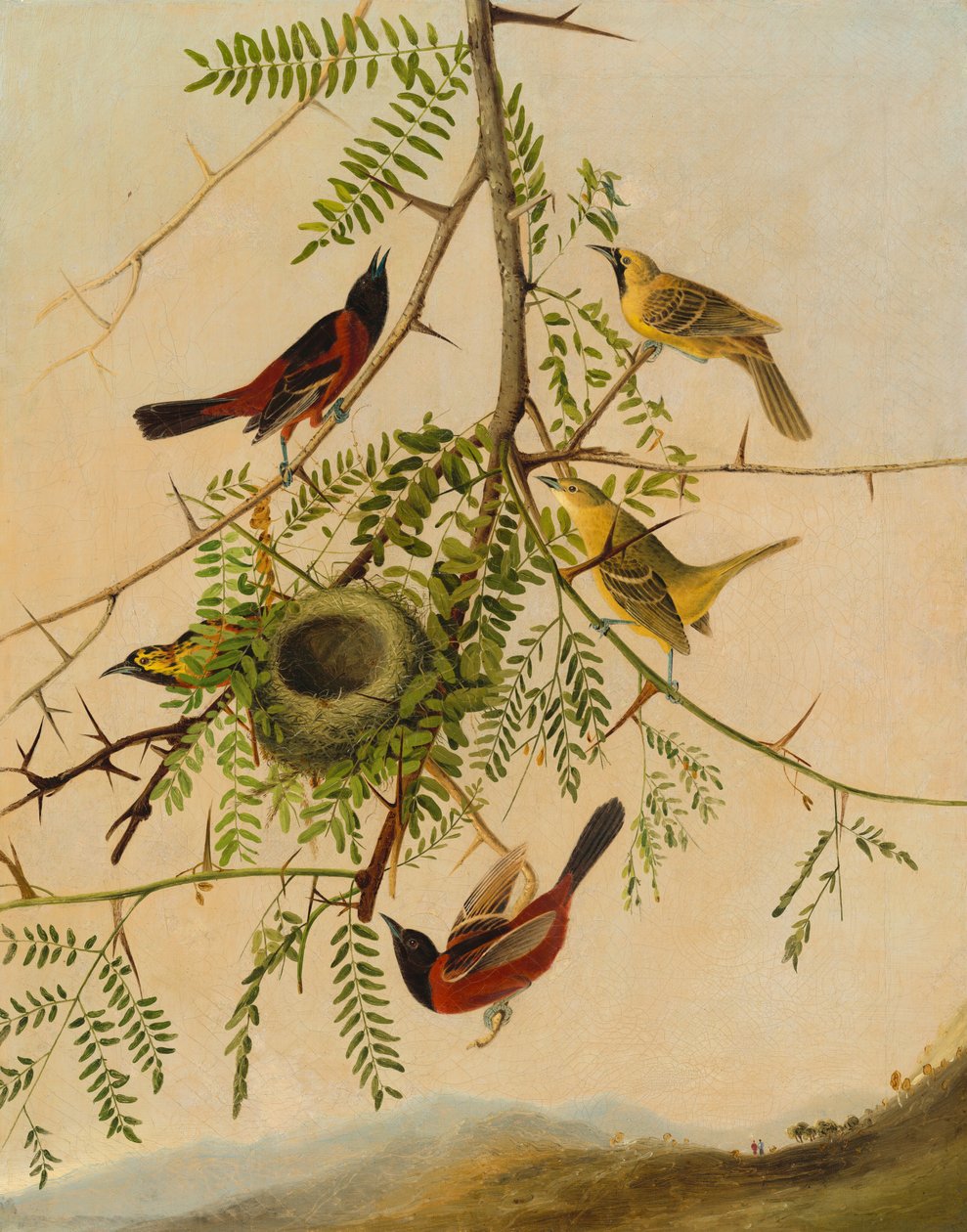 Gartenwaldsänger, 1830-1832 von Joseph Bartholomew Kidd