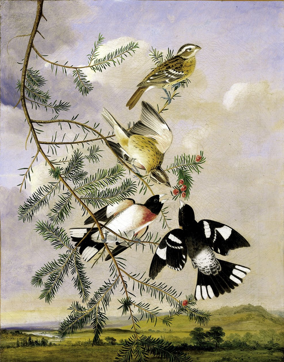Rosenbrust-Kernknacker von Joseph Bartholomew Kidd