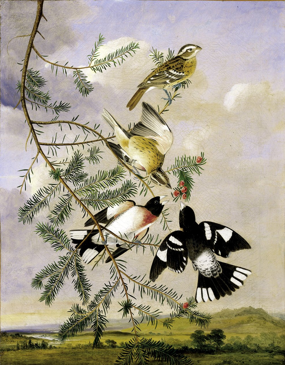 Rosenbrust-Grosbeak, Mitte bis Ende 19. Jahrhundert von Joseph Bartholomew Kidd