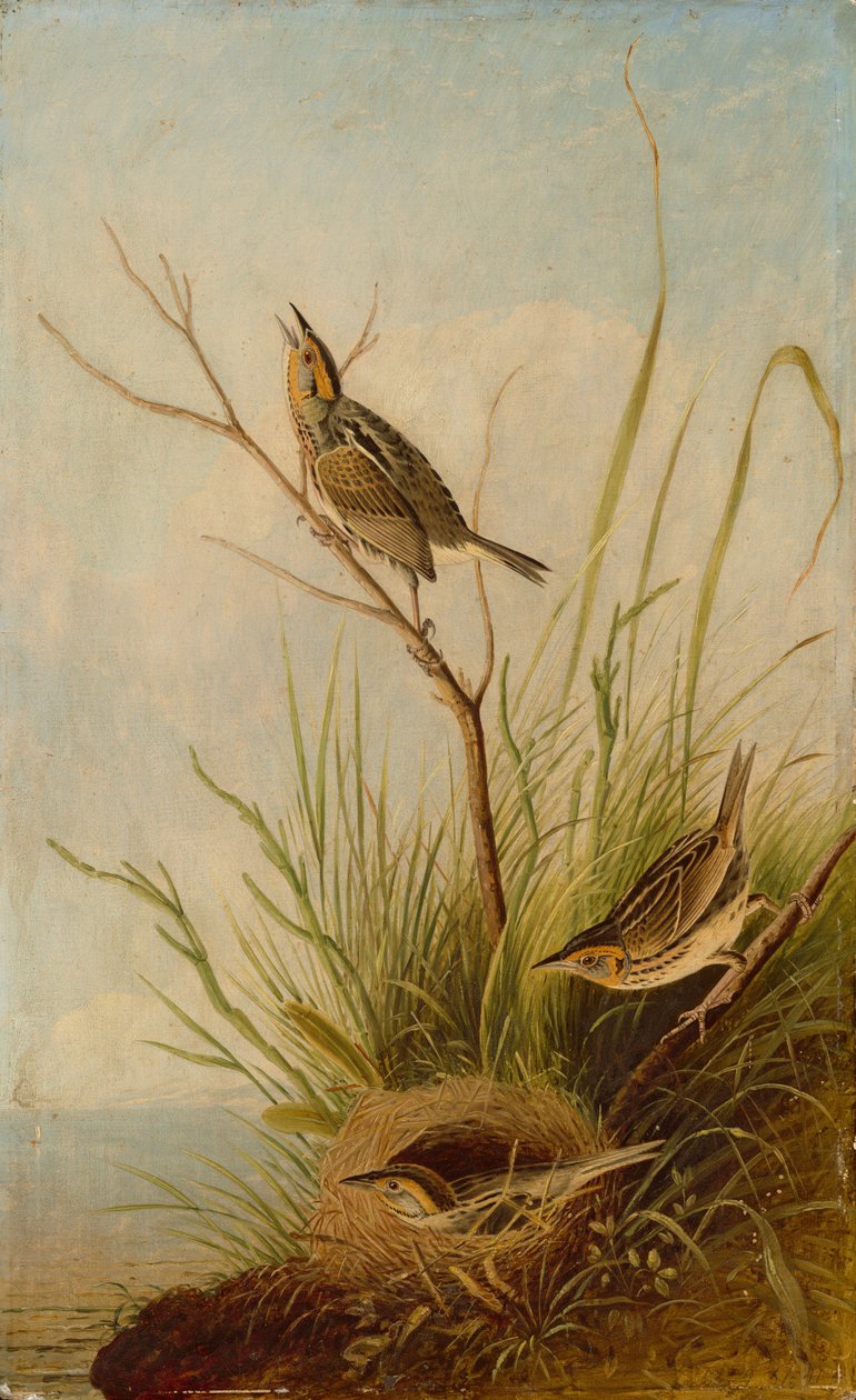 Scharfschwanzammer, 1831-1833 von Joseph Bartholomew Kidd