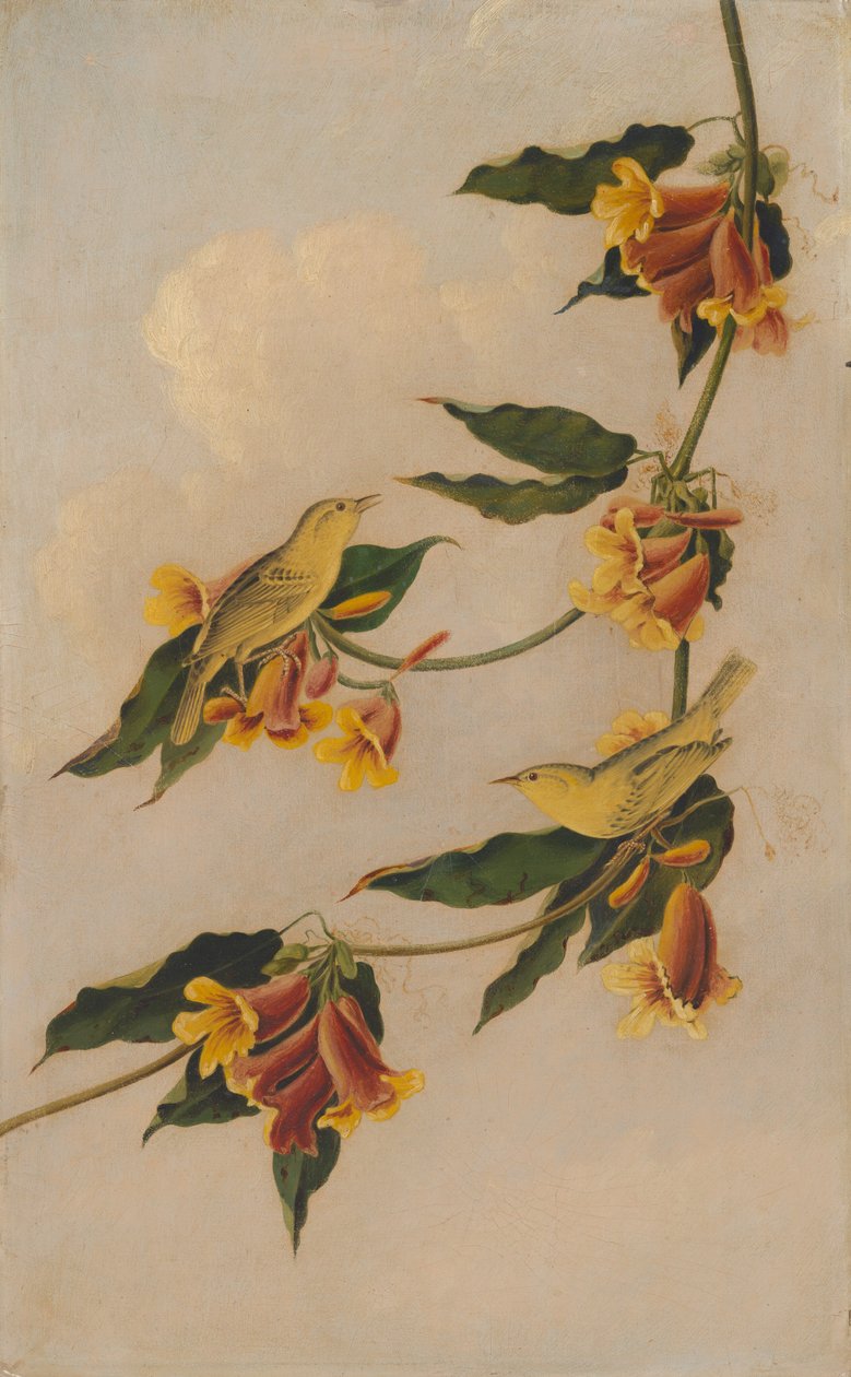Gelbwaldsänger von Joseph Bartholomew Kidd