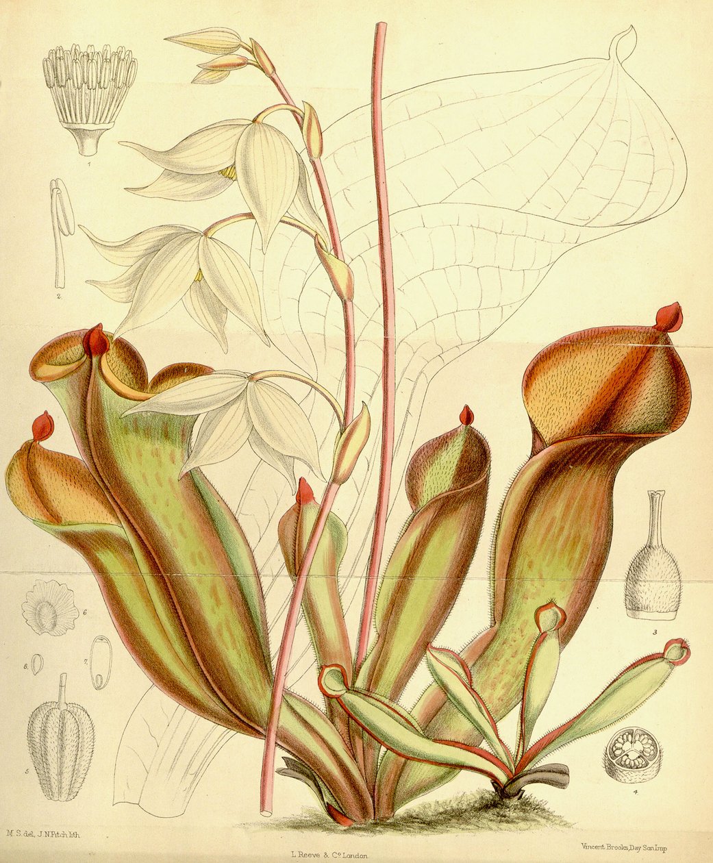 Heliamphora nutans von Joseph Dalton Hooker