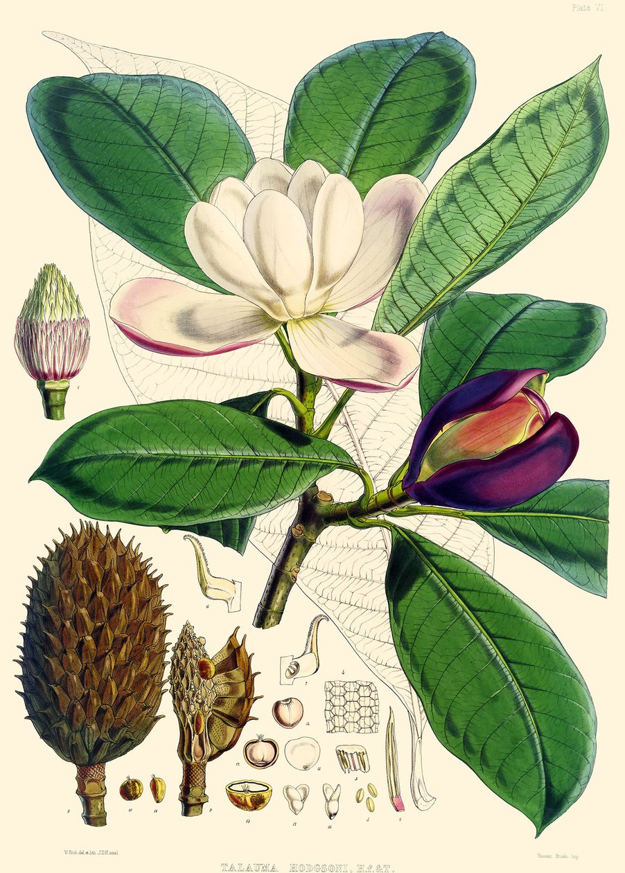 Magnolia hodgsonii, 1855 von Joseph Dalton Hooker