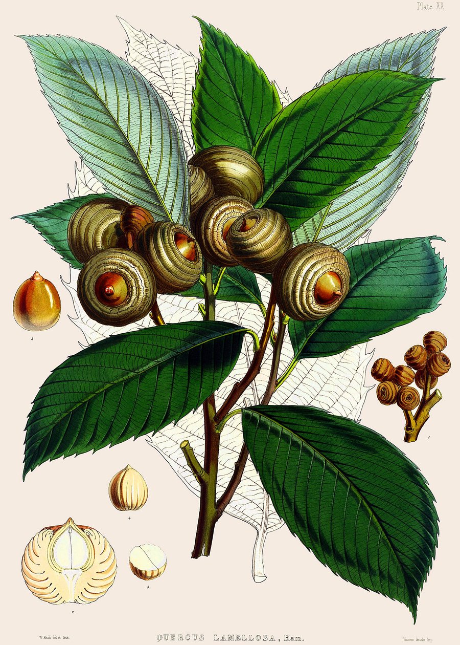 Quercus lamellosa von Joseph Dalton Hooker