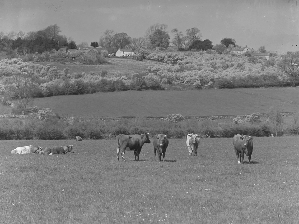 Kühe auf einem Feld von Joseph Hardman