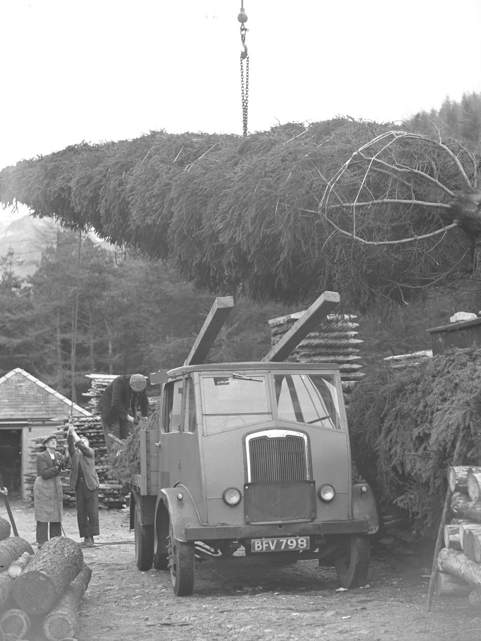 Lkw wird mit Weihnachtsbaum beladen von Joseph Hardman