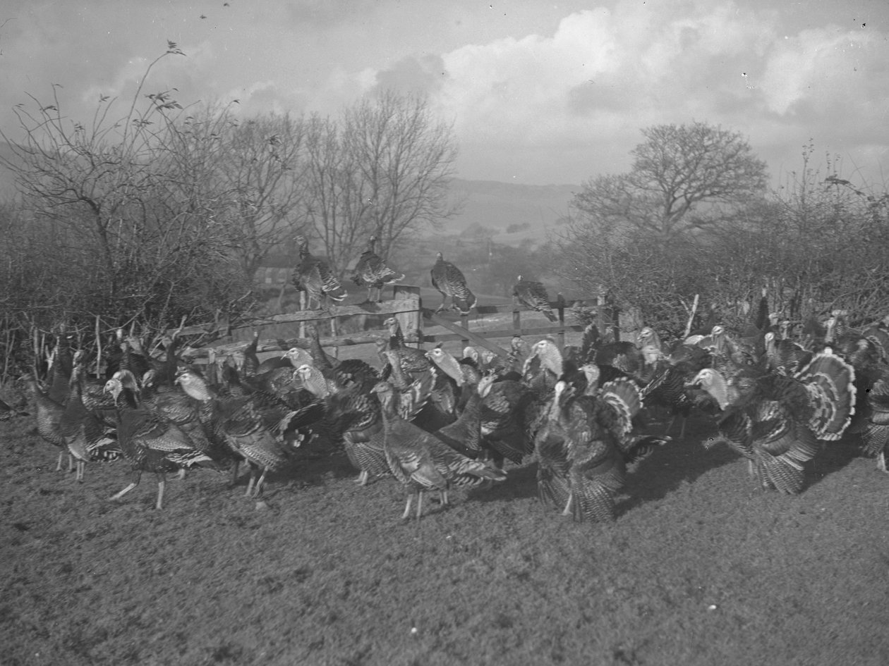 Truthähne auf dem Feld und auf dem Zaun sitzend von Joseph Hardman