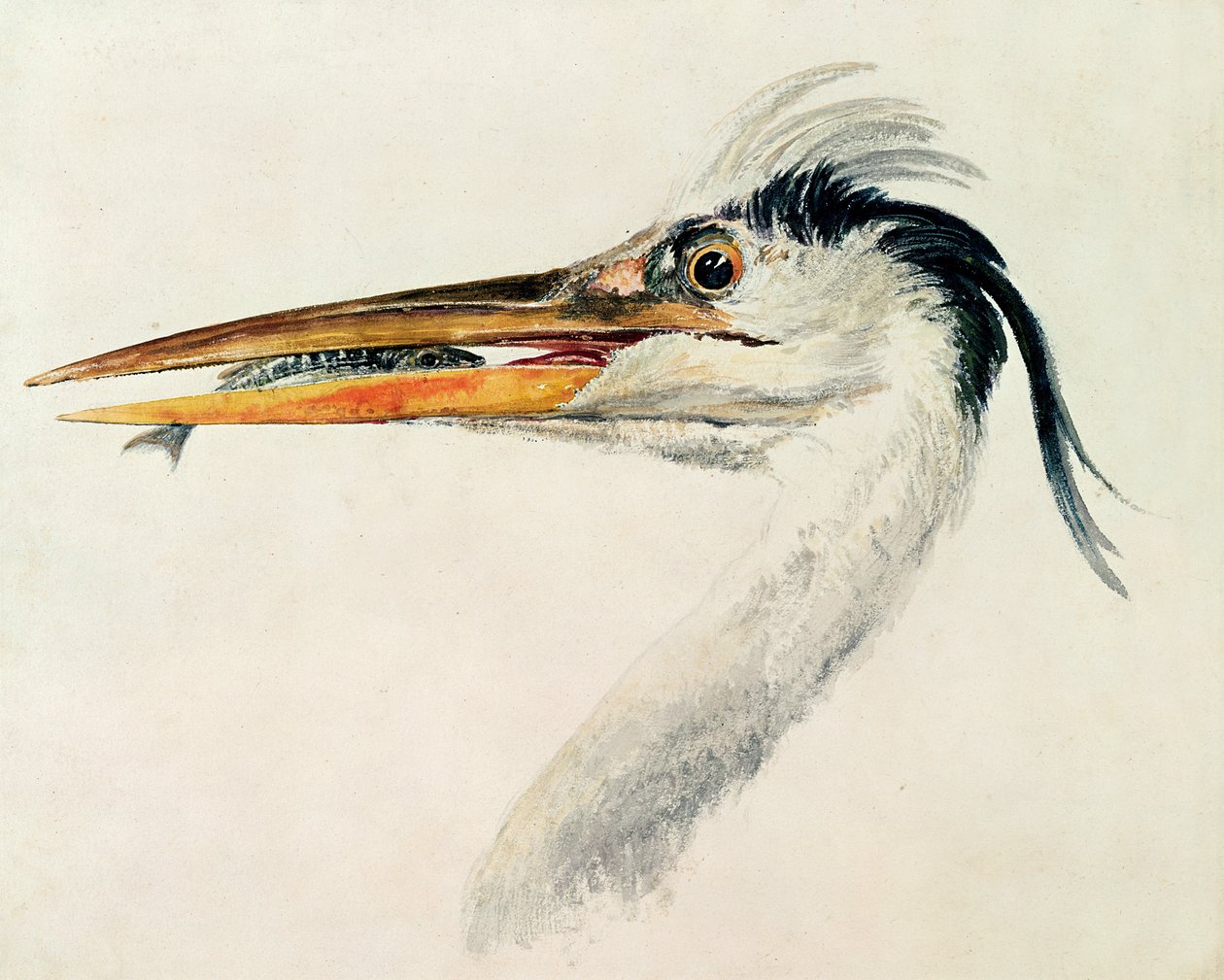 Reiher mit einem Fisch von Joseph Mallord William Turner