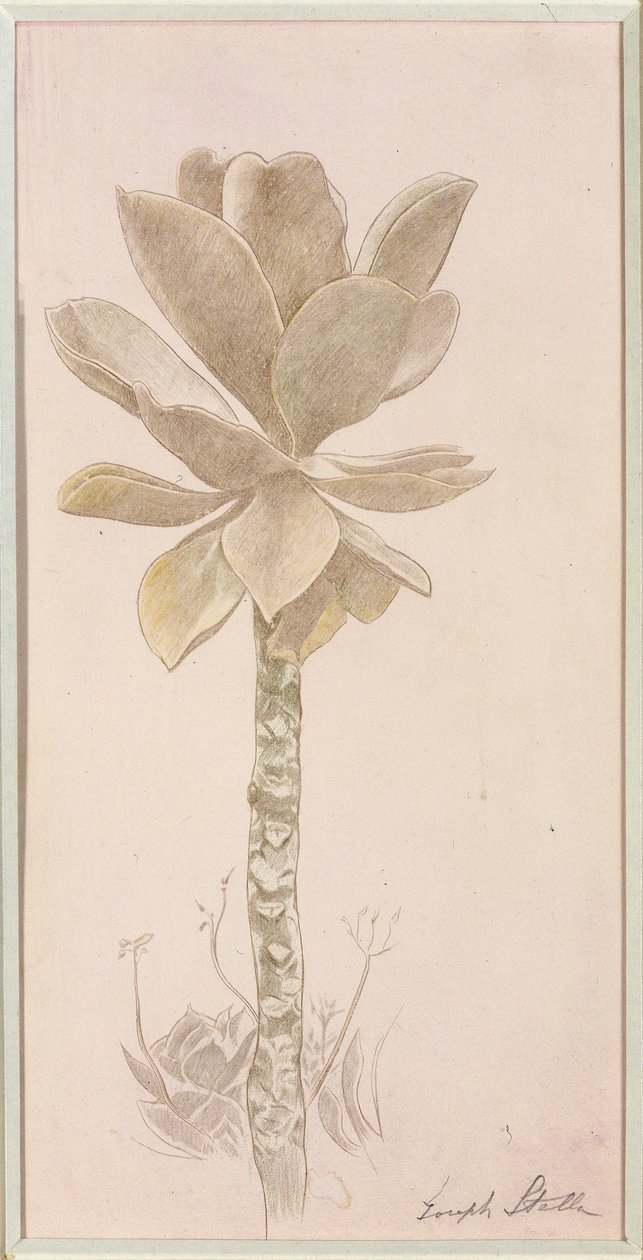 Blumenstudie von Joseph Stella
