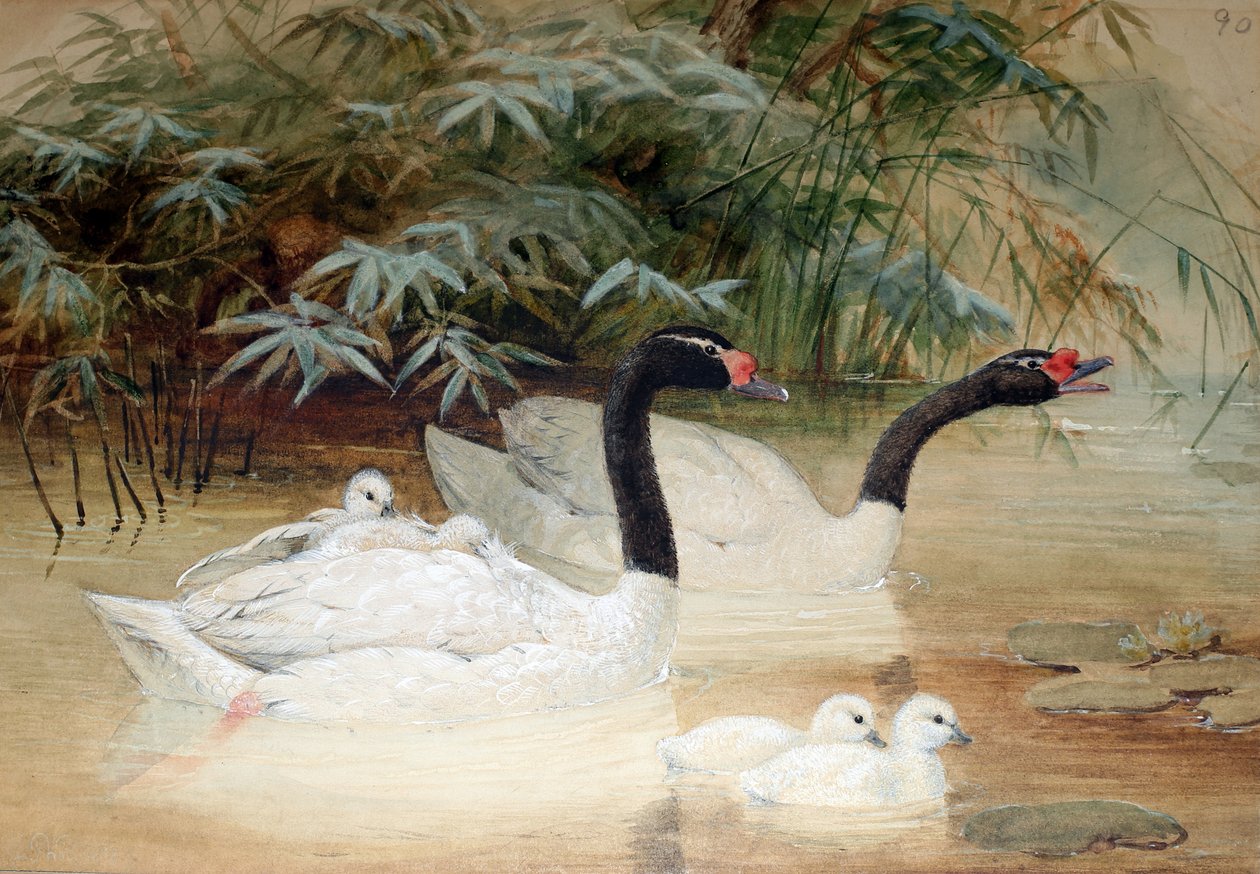 Schwarzhalsschwan (Cygnus nigricollis), 1852-54 von Joseph Wolf