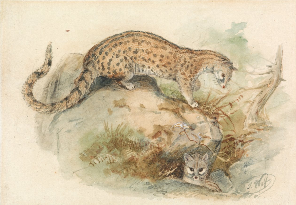 Ginsterkatzen von Joseph Wolf