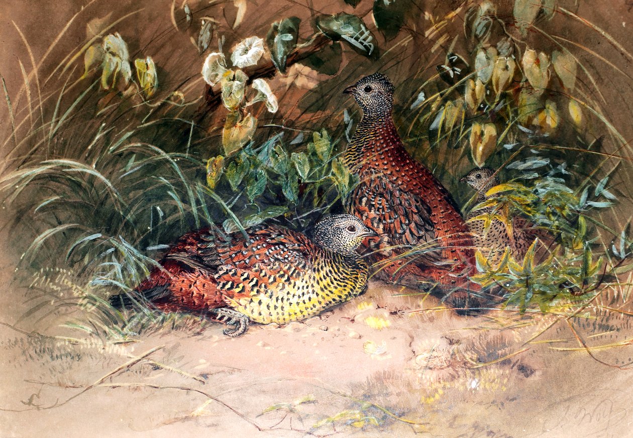 Hardwickes Spornhuhn (Galloperdix lunulata), 1852-54 von Joseph Wolf