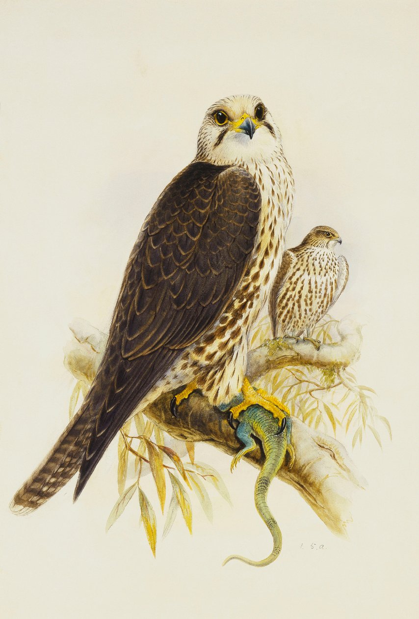 Sakerfalke von Joseph Wolf
