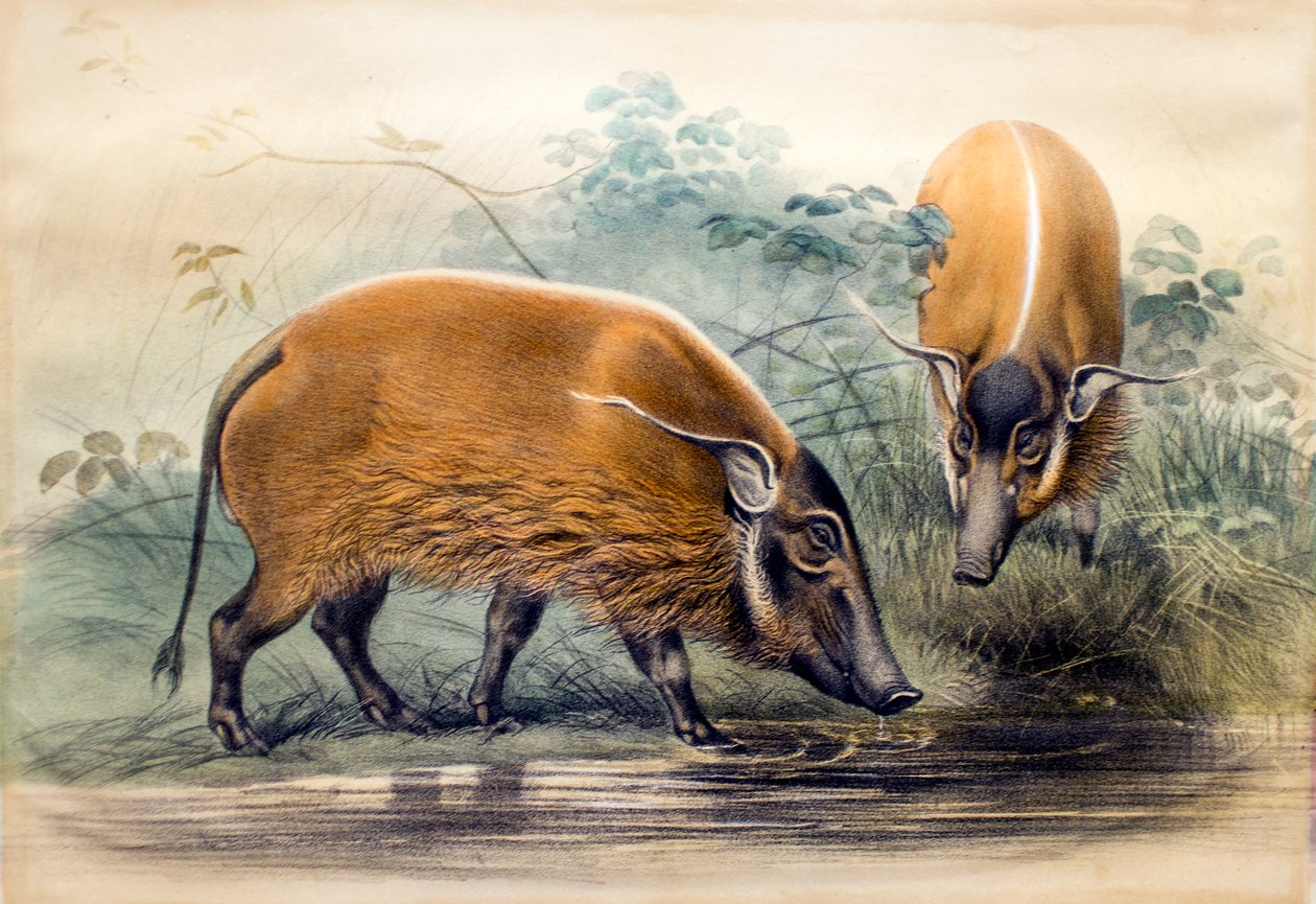 Das Rotflussschwein, 1865 von Joseph Wolf