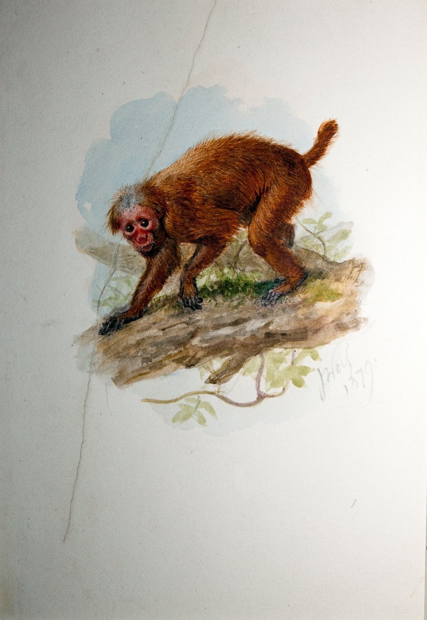 Uakari, ca. 1850 von Joseph Wolf