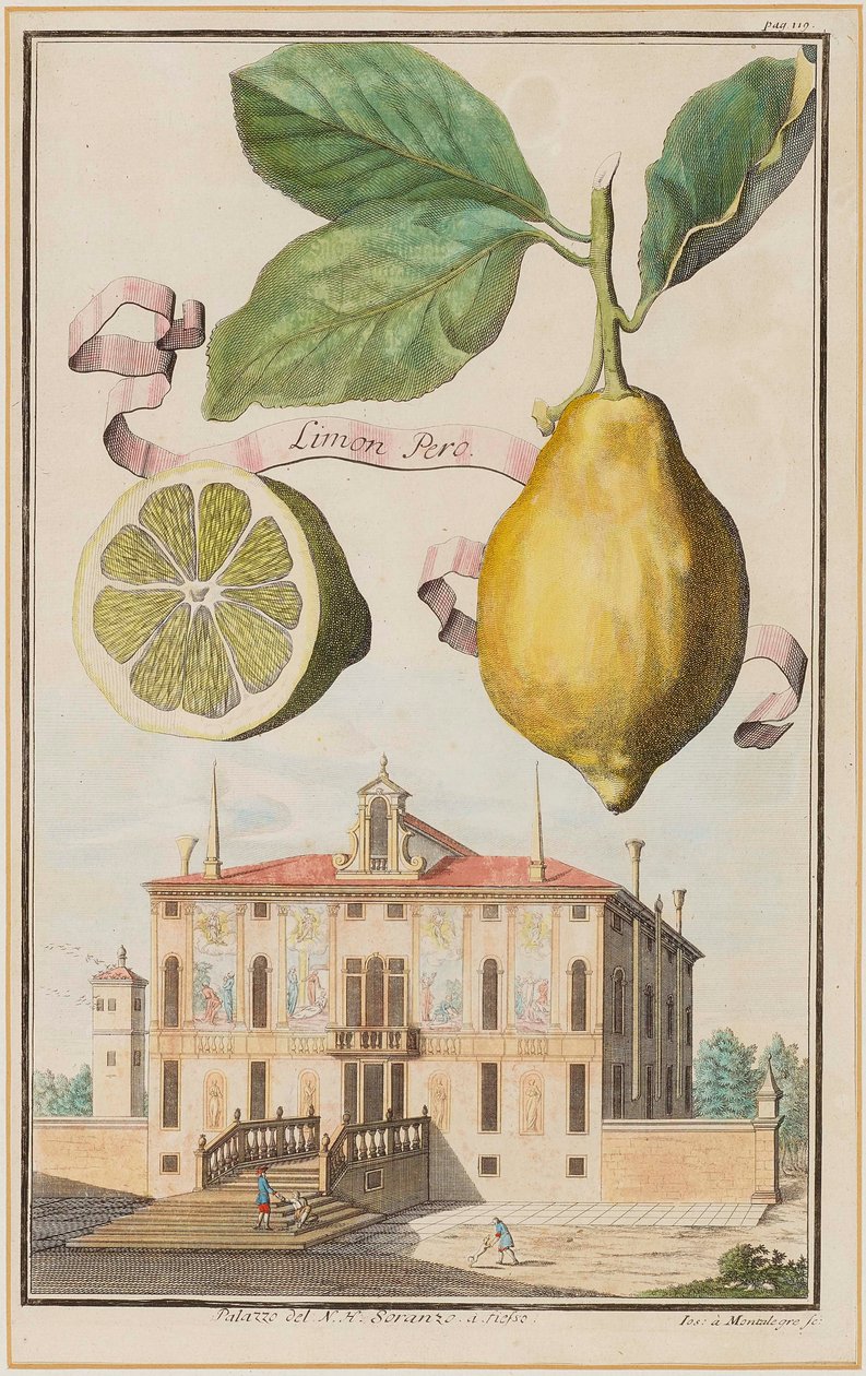 Limon Pero von Joseph de Montalegre