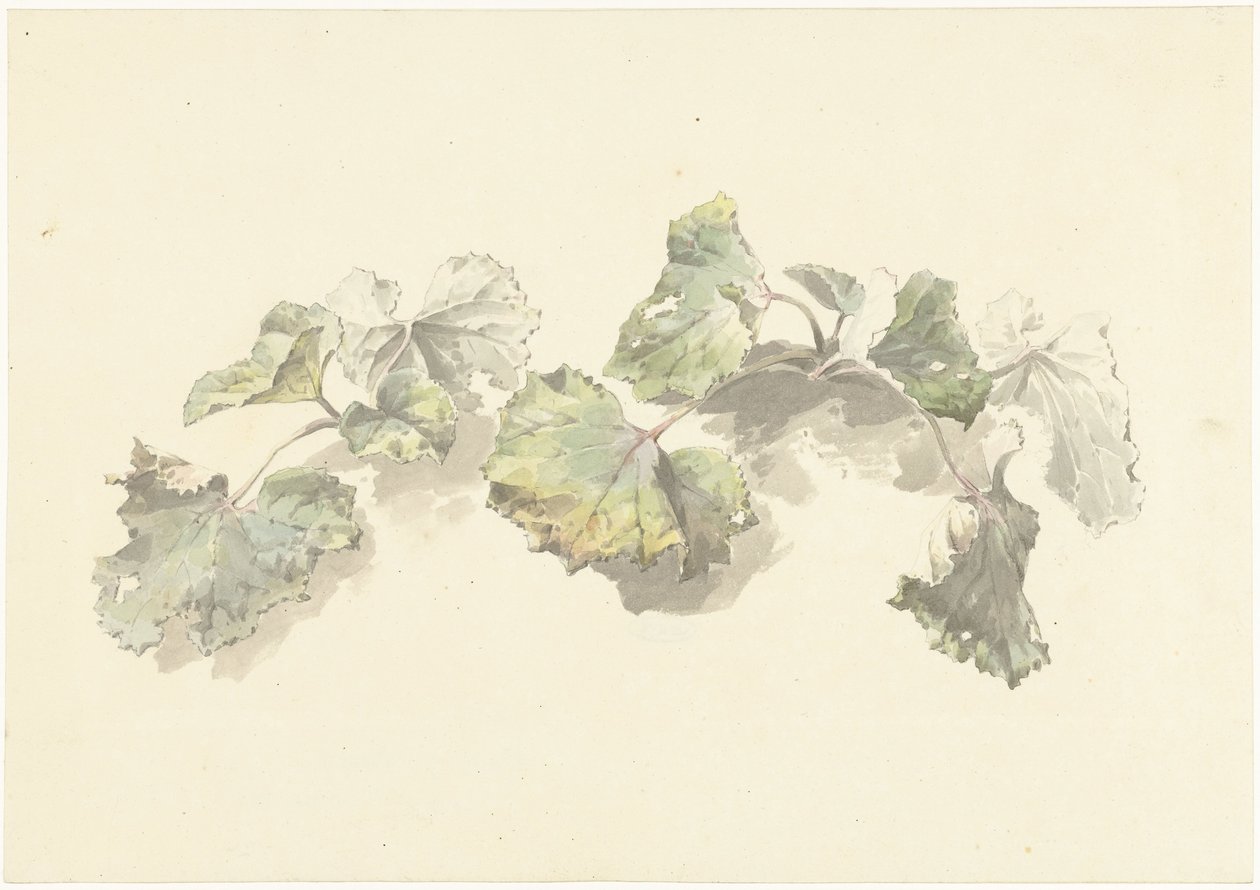 Studie von Blättern von Josephus Augustus Knip