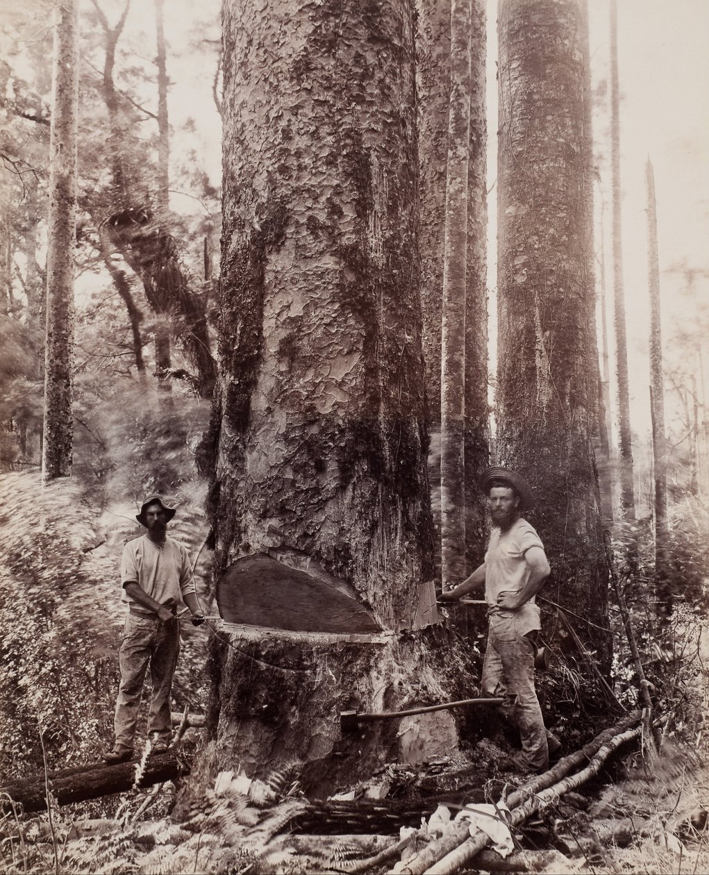 (Fällen des Kauri) von Josiah Martin
