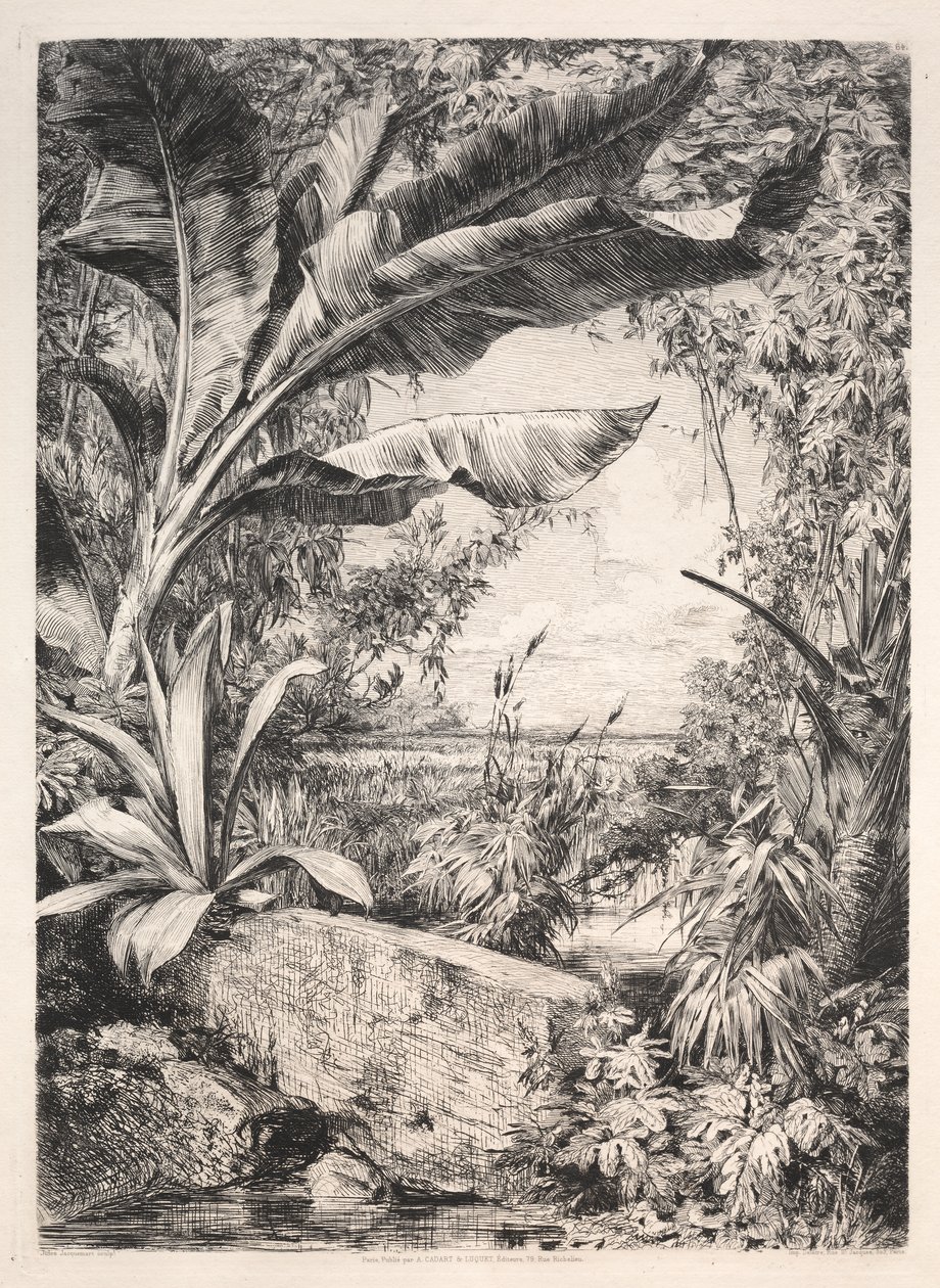 Pflanzen des Gewächshauses von Jules Jacquemart