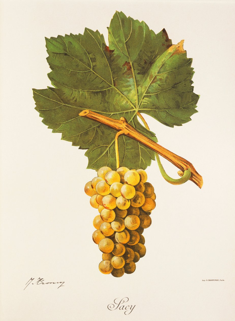 Albourla Traube von Jules Troncy