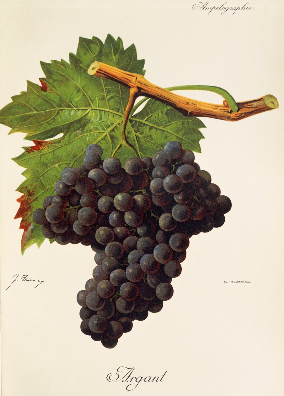 Argant-Traube von Jules Troncy