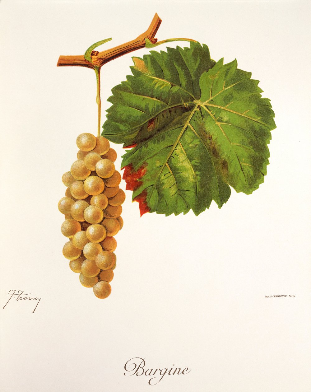 Bargine-Traube von Jules Troncy