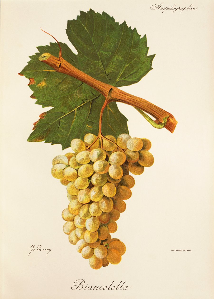 Biancolella Traube von Jules Troncy