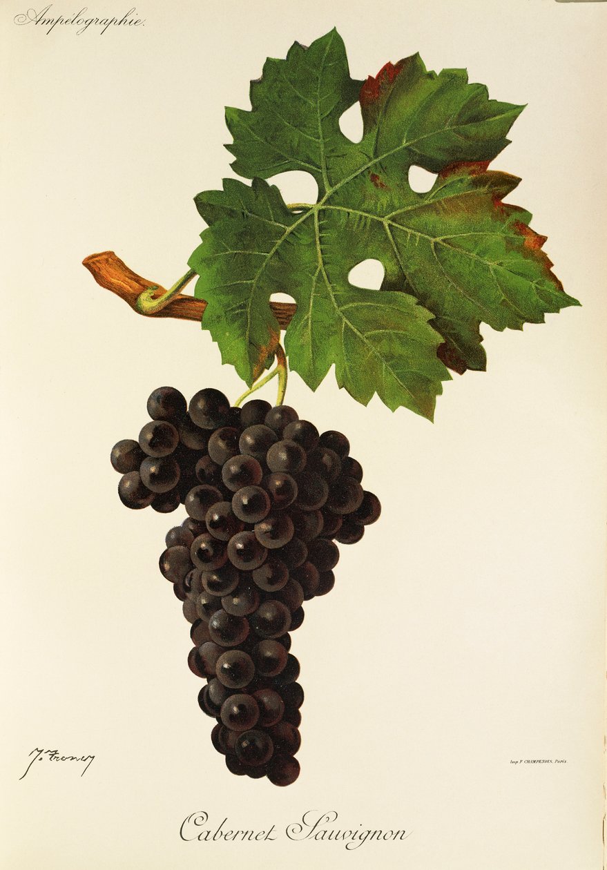 Cabernet Sauvignon-Traube von Jules Troncy