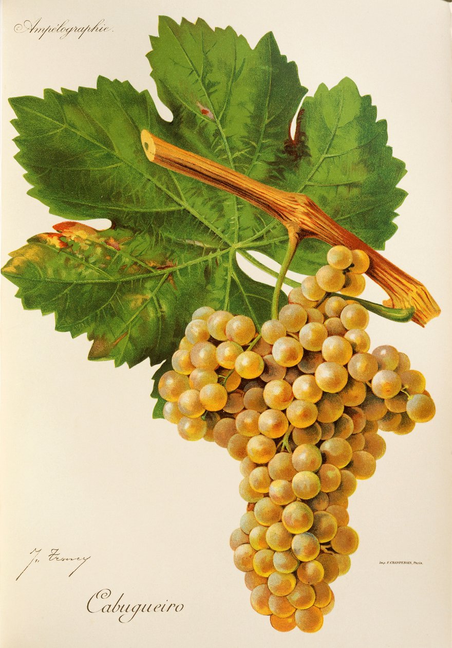 Cabugueiro Traube von Jules Troncy