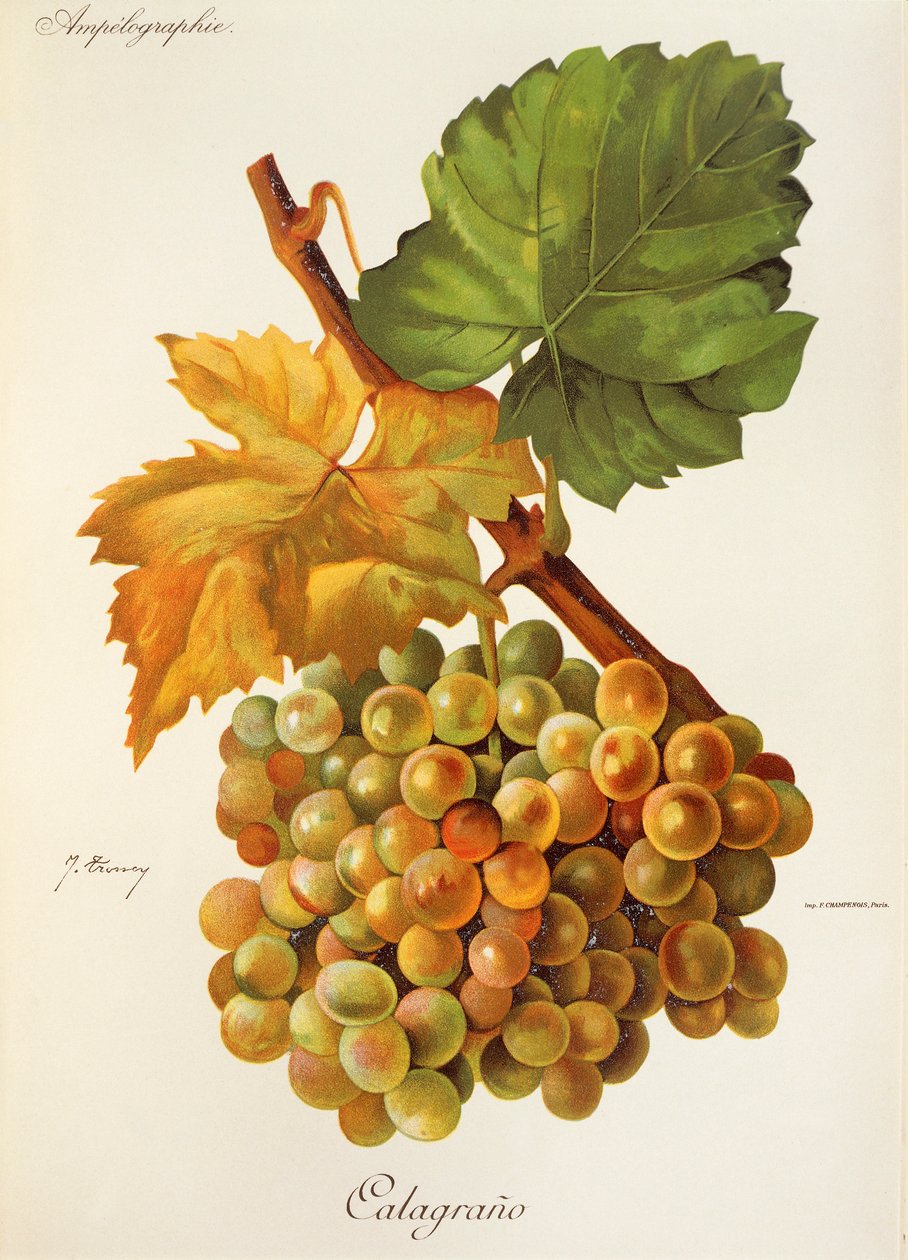 Calagrano-Traube von J. Troncy von Jules Troncy