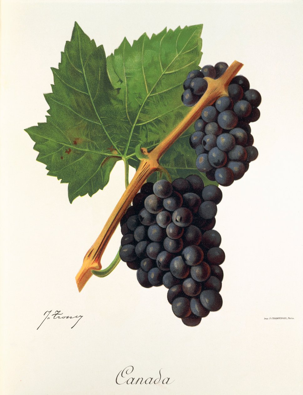 Canada-Traube von J. Troncy von Jules Troncy