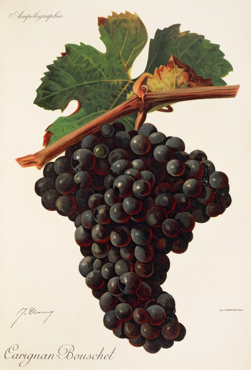 Carigna-Bouschet-Traube von Jules Troncy