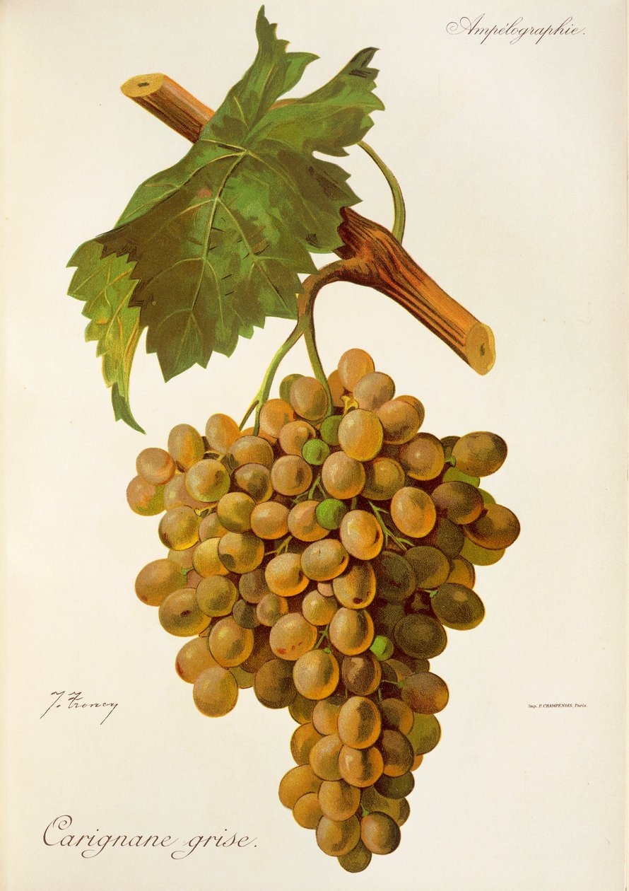 Carignane Grise-Traube von J. Troncy von Jules Troncy