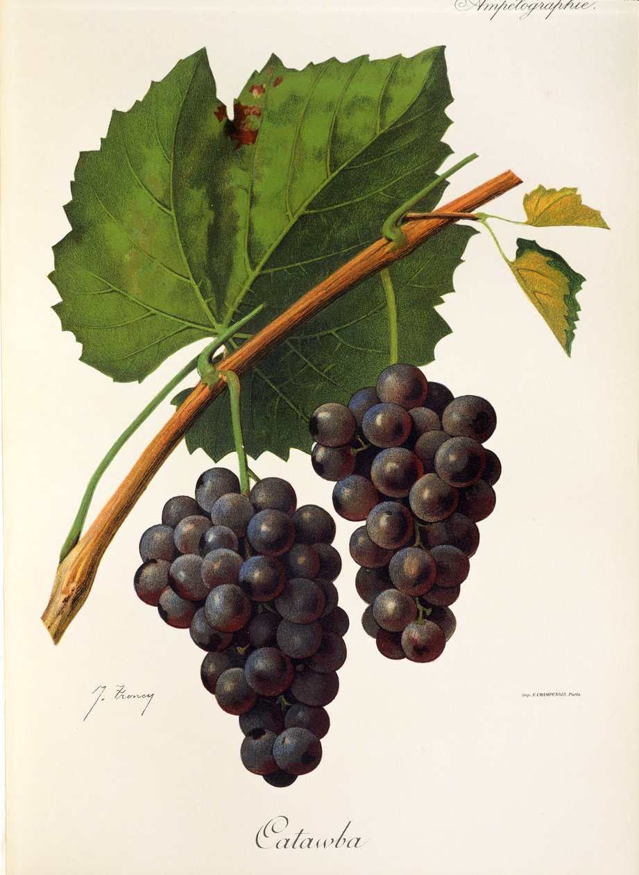 Catawba-Traube von J. Troncy von Jules Troncy