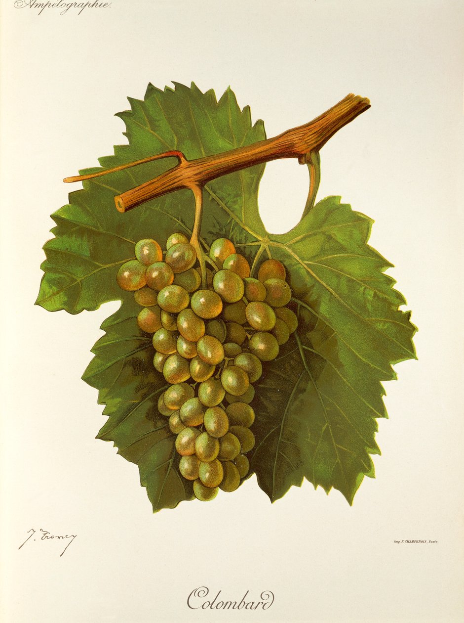 Colombard-Traube von Jules Troncy