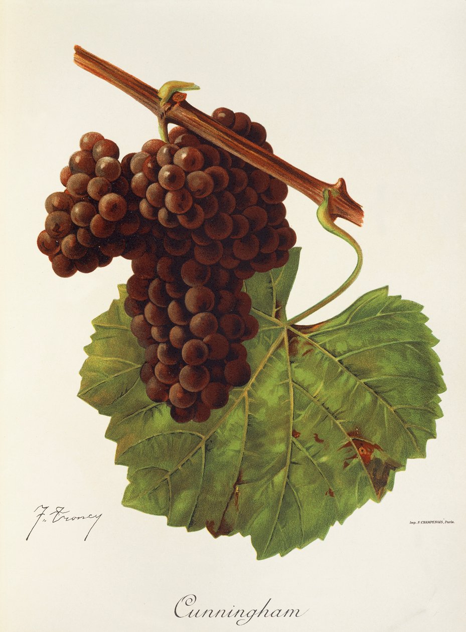 Cunningham-Traube von Jules Troncy
