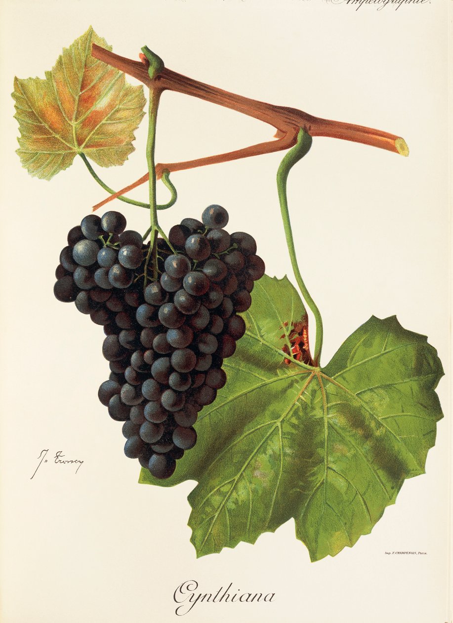 Cynthiana-Traube von J. Troncy von Jules Troncy