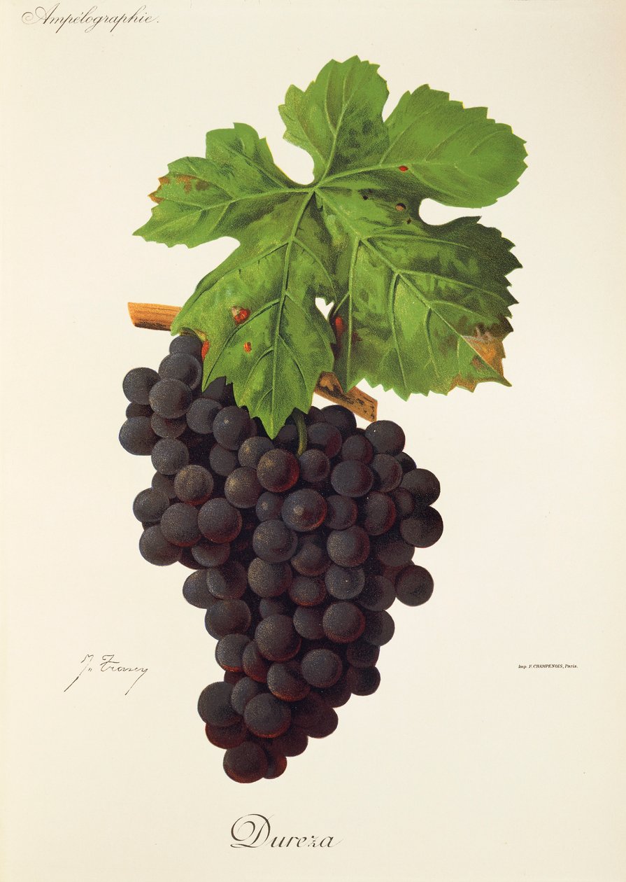 Dureza-Traube von J. Troncy von Jules Troncy